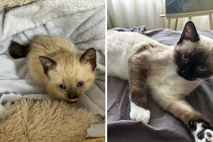 Side-by-side before and after photos of a Siamese cat showing adorable cat growth transformation.