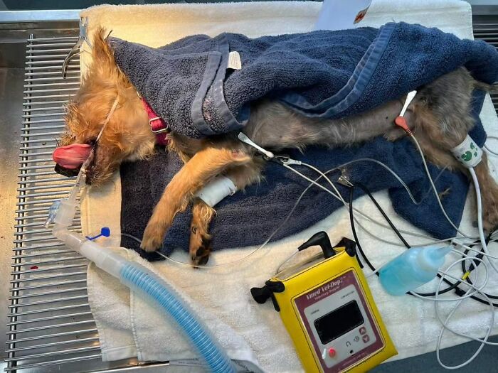 Neglected Yorkie sedated on vet table wrapped in towels, breathing tube and IV lines connected for grooming makeover