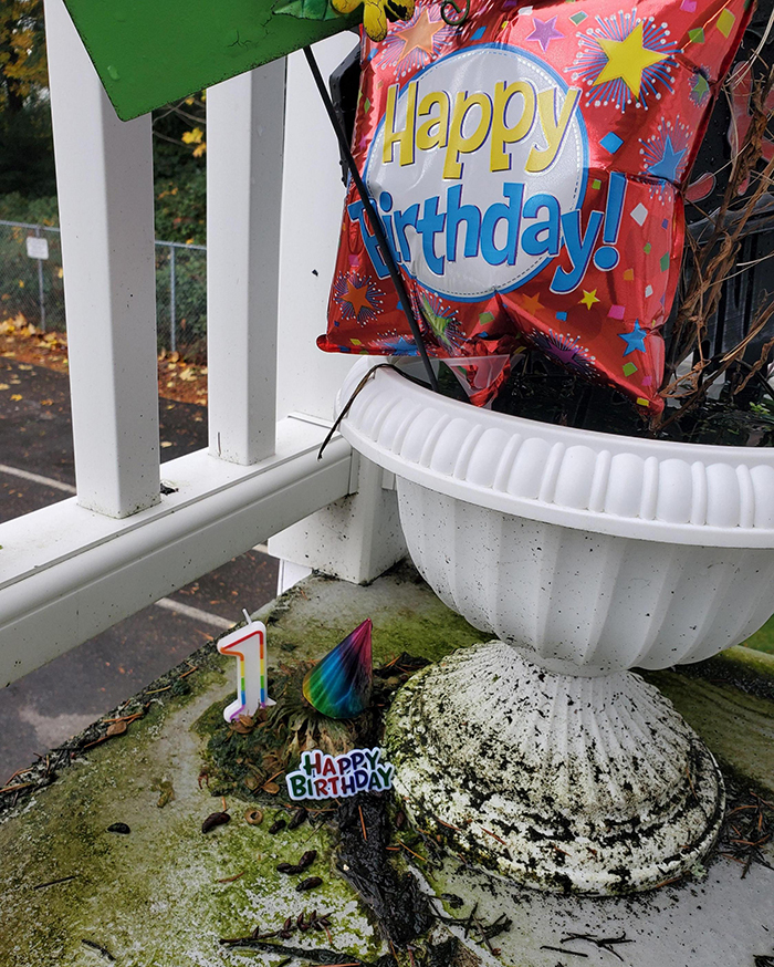 Rotting pumpkin remnants and birthday decorations on a mossy outdoor planter, showing person annoyed by neighbor&rsquo;s pumpkin.