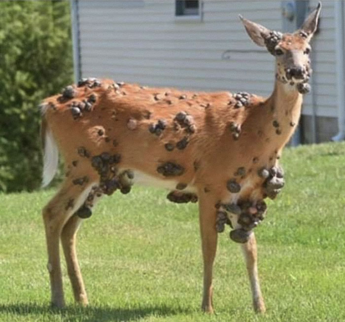 Deer with large tumors on body, showing signs of zombie deer disease detected in southern state emergency response area. Deer with large tumors on body, showing signs of zombie deer disease detected in southern state emergency response area.