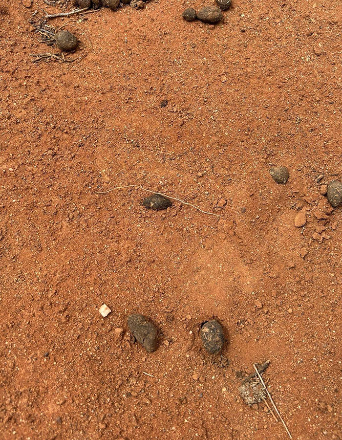 Desperate Hunt Continues For 4YO Boy Who Vanished 6 Days Ago, Leaving Behind One Haunting Clue