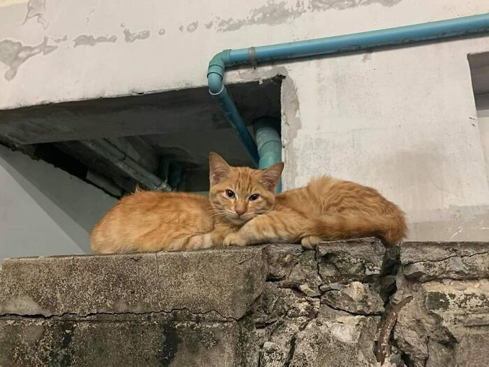 Two orange cats resting on a stone wall, capturing one of the hilarious cat moments caught on camera.