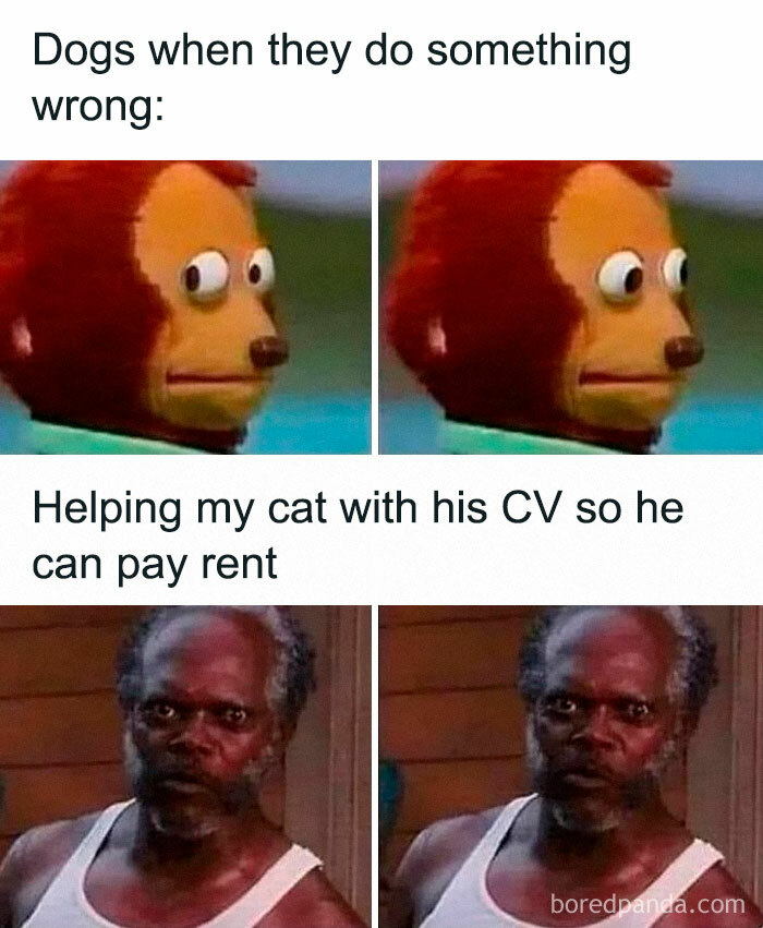 Funny meme comparing dogs feeling guilty and a person helping their cat with a CV, perfect for cute and funny cat memes.