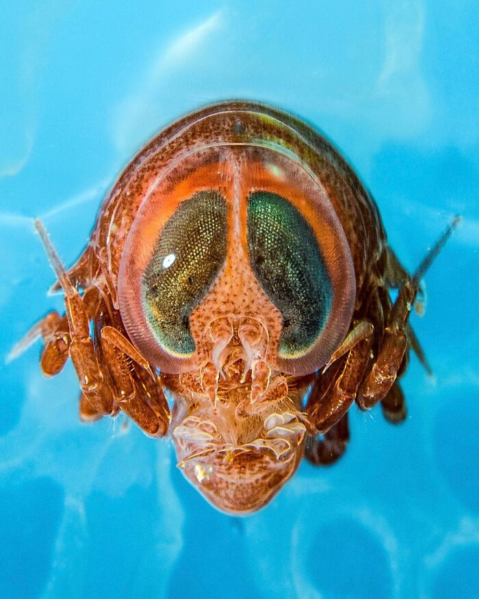 Close-up of a deep sea creature’s face with large eyes against a bright blue underwater background, showcasing mysterious deep sea life.