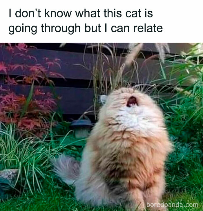 Fluffy cat outdoors with mouth open, surrounded by plants, relatable cat meme for cat lovers and cat memes fans.