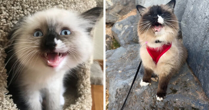 Side-by-side images showing kitten and fully-grown fluffy cat.