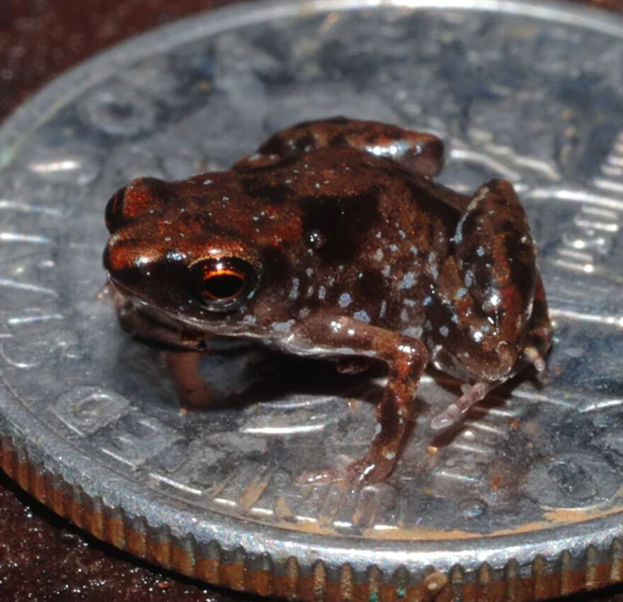 Tiny frog resting on a coin, one of the insanely small creatures competing for smallest animal in the world.