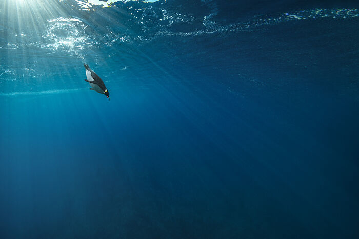 Penguin diving into the deep sea, captured by a photographer specializing in stunning deep sea mysterious creatures.