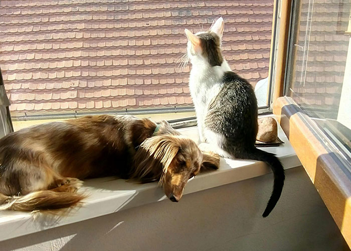 Cat and dog relaxing on a sunny windowsill, illustrating bizarre cat hacks owners discovered that actually work.