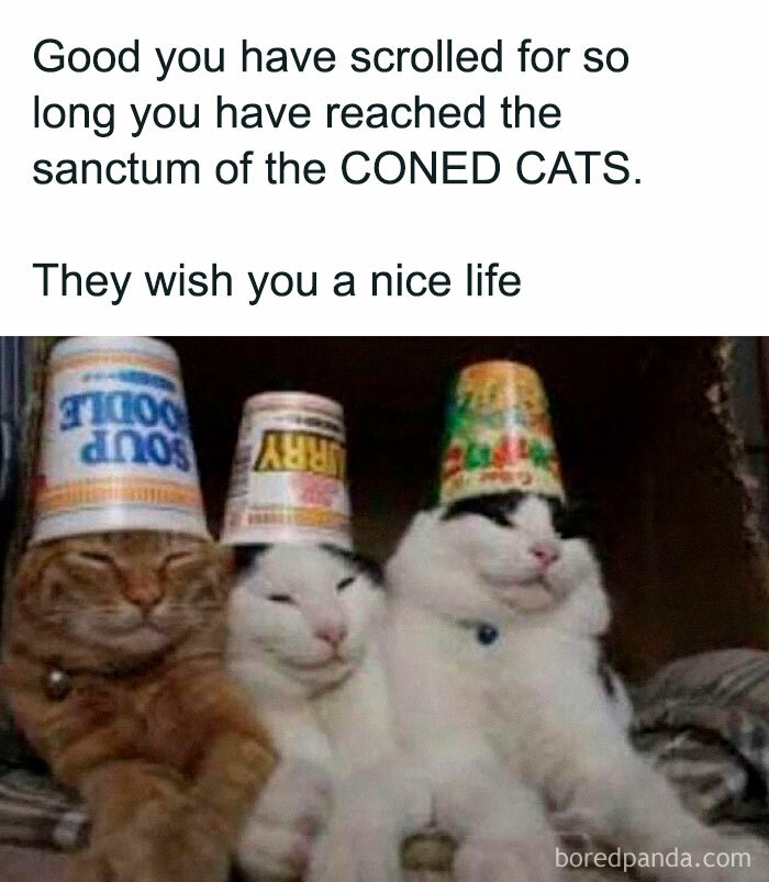 Three cats wearing upside-down soup and curry containers on their heads, part of funny cat memes for cat lovers.