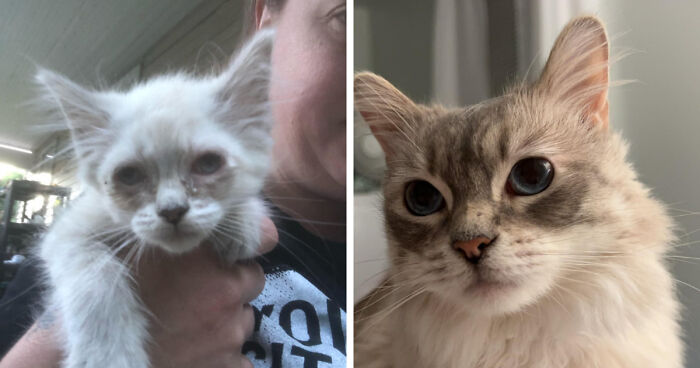Side-by-side images showing the growing transformation from kitten to cat with soft fur and bright eyes indoors.