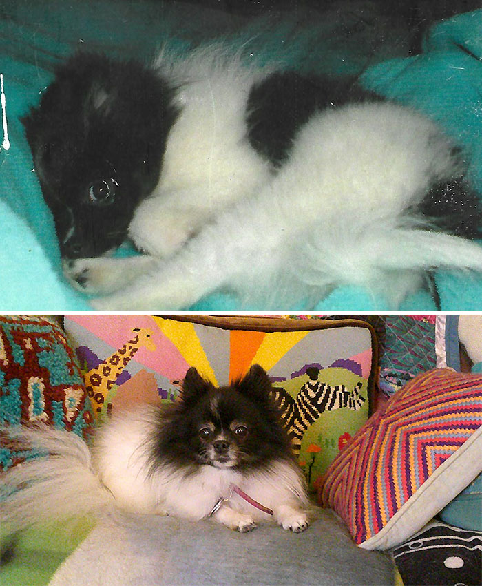 Eowyn, At 4 Months When I Got Her, And Now 16 Years Old 