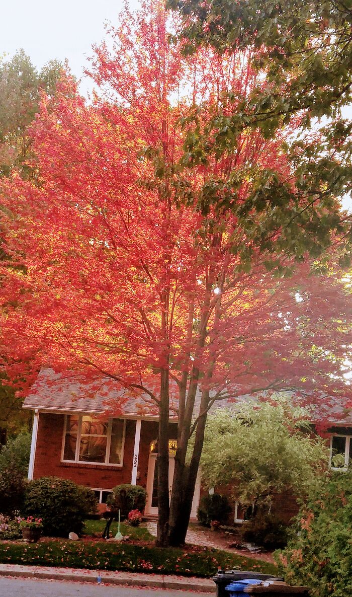 My Front Neighbour's Superb Maple Tree