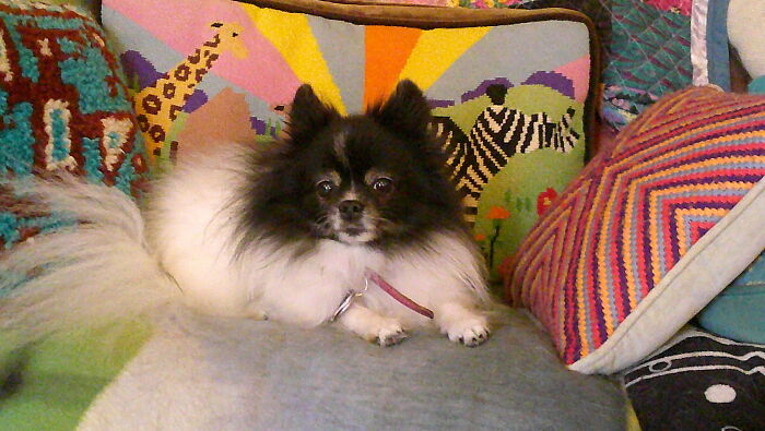 My Lady Eowyn - 16 Year Old Service Dog