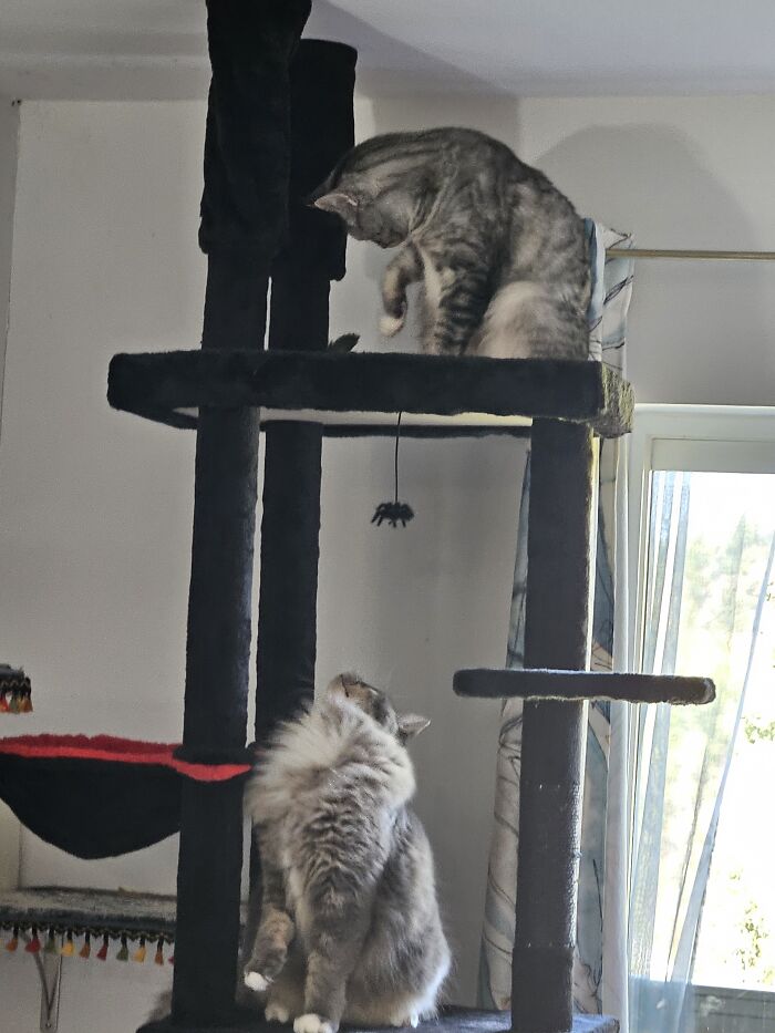 Jasper And Mr. Finnegan