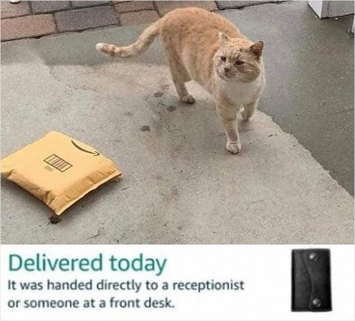 Orange cat standing next to a delivered package on concrete, a cute and funny cat meme for stress relief.