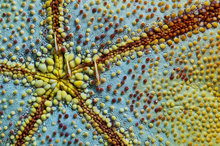 Close-up of a colorful sea star showing detailed textures and patterns of deep sea mysterious creatures captured by diver photographer