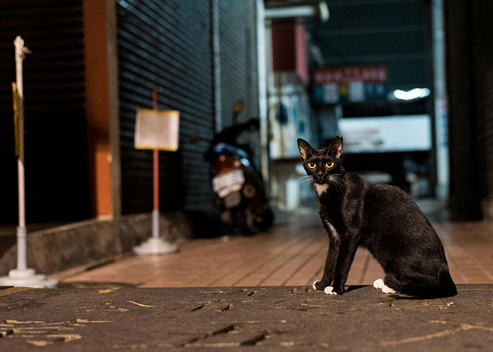 Black cat sitting in a dimly lit alley at night, illustrating life hacks people discovered completely accidentally.