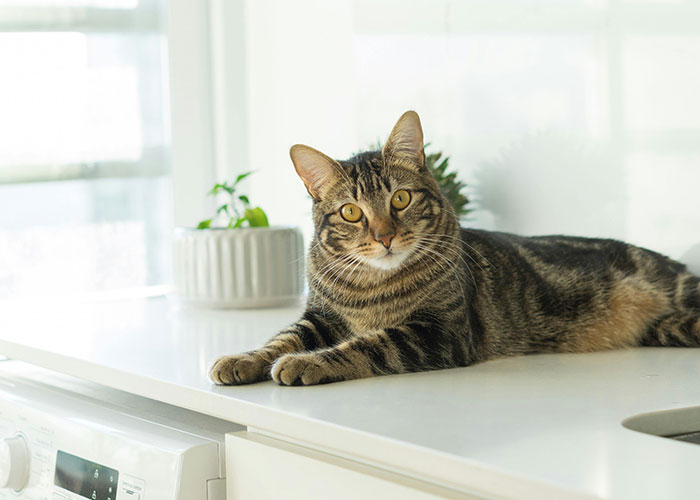 Tabby cat relaxing on a kitchen countertop next to a potted plant showcasing bizarre cat hacks owners discovered.