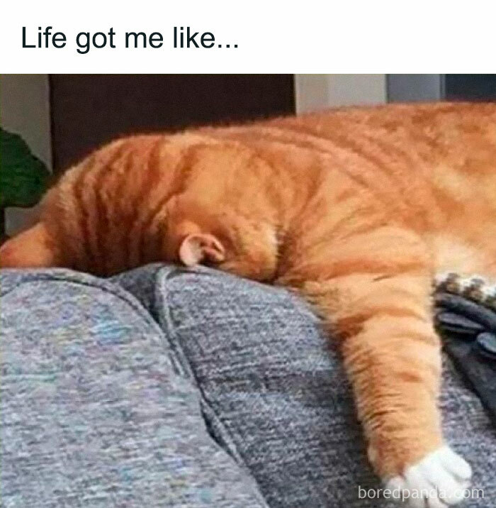 Orange tabby cat laying face down on a gray couch cushion expressing exhaustion in a funny cat meme.