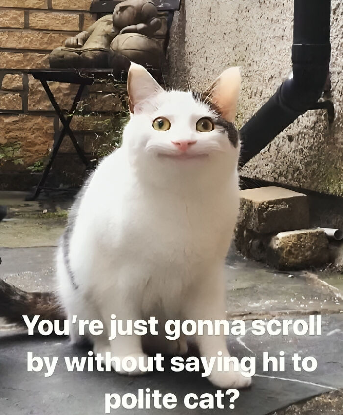 White and gray cat with edited smiling face in a funny cat meme for cat meme therapy to brighten your day.
