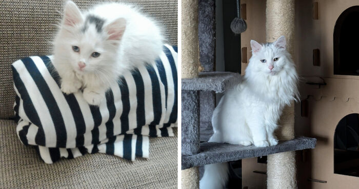 Fluffy white cat growing from kitten to cat resting on striped blanket and perched on cat tree indoors.