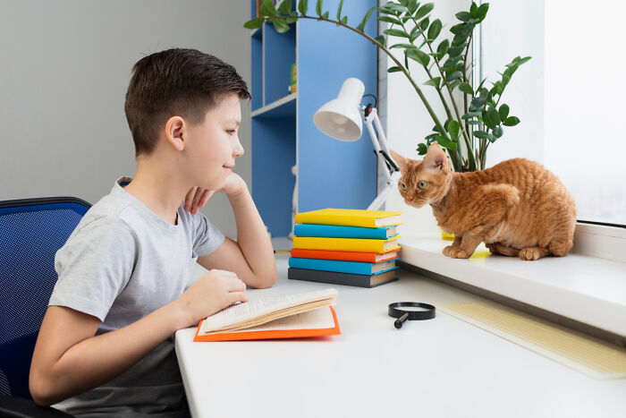 Young boy reading a book at a desk while a cat sits on the windowsill near colorful books, hinting at the most destructive thing cat ever done.