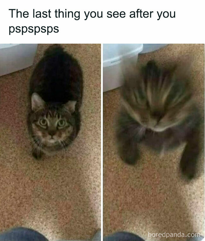 Two-panel funny cat meme showing a cat sitting and then quickly pouncing, featuring cute and funny cat memes.