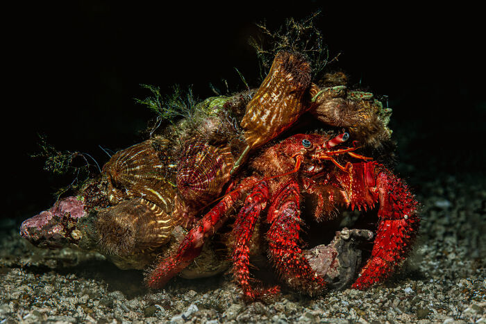 Red hermit crab on the ocean floor, showcasing one of the deep sea’s most mysterious creatures in stunning underwater photography.