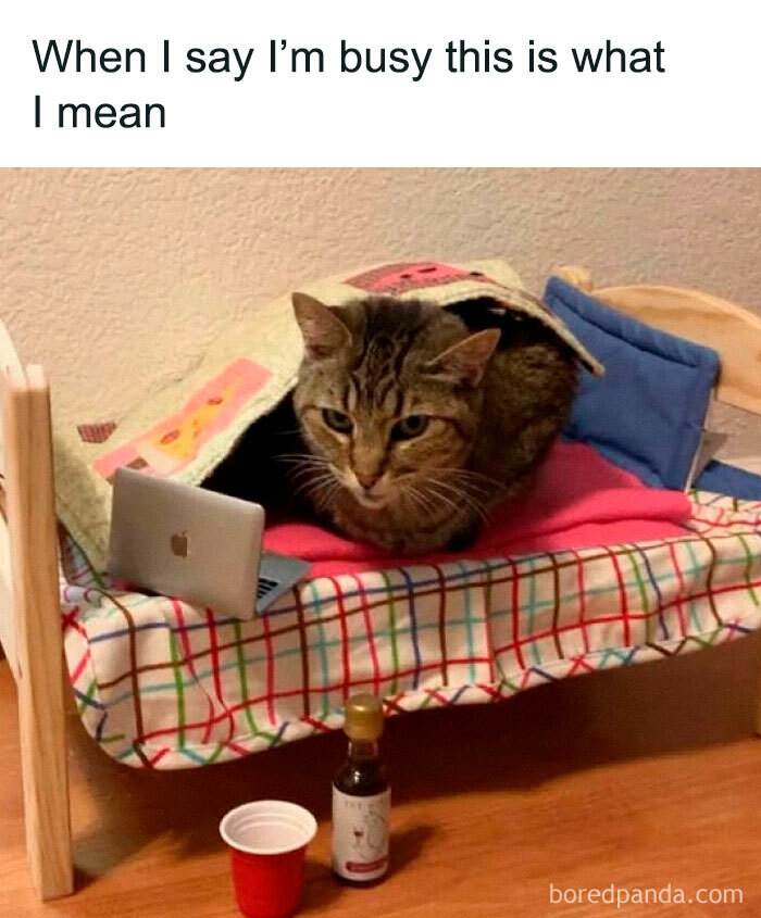 Tabby cat on a miniature bed with a laptop, captioned about being busy, funny cat memes for cat lovers.