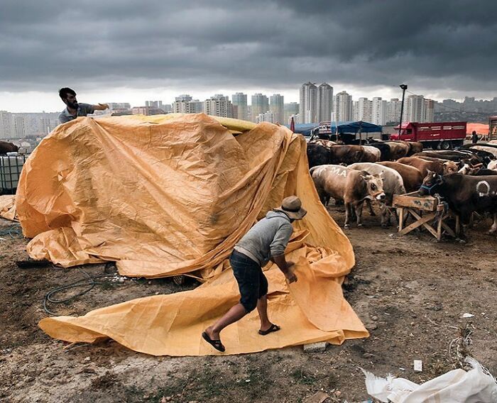 Men covering livestock with large tarpaulin on a cloudy day, capturing life on Istanbul streets and urban backdrop.