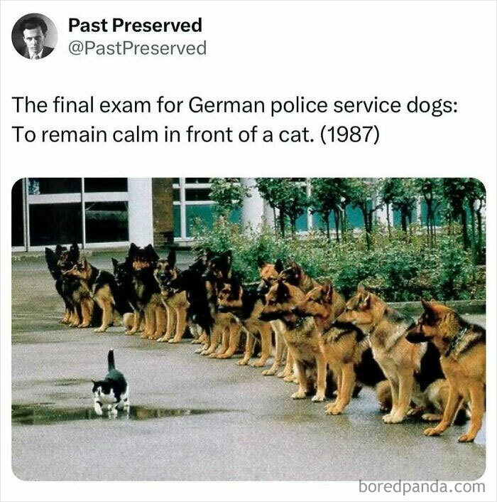 German police service dogs lined up calmly while a cat confidently walks past, showcasing funny cat memes for stress relief.