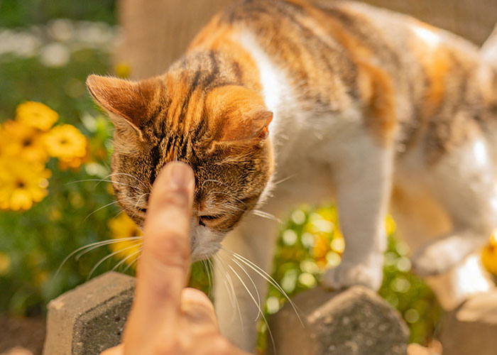 Person gently touching a curious cat outdoors among yellow flowers with bizarre cat hacks owners discovered that work.