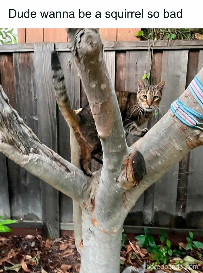 Tabby cat climbing a tree, looking curious with caption about wanting to be a squirrel for cat memes.