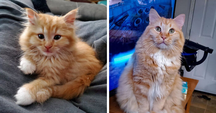 Side by side images of a ginger kitten and the same kitten all grown up.