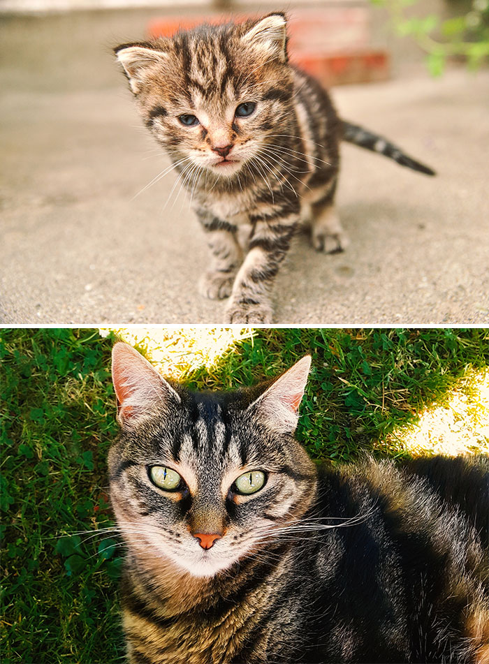 Sweetpea. We Got Her When She Was 2 Weeks Old (She Was Rescued, Along With Her Mother And Sisters). She Will Be 12 In A Couple Of Days