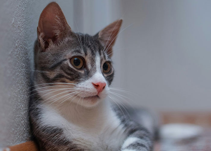 Close-up of a curious cat indoors, illustrating bizarre cat hacks owners discovered that actually work for pet care.
