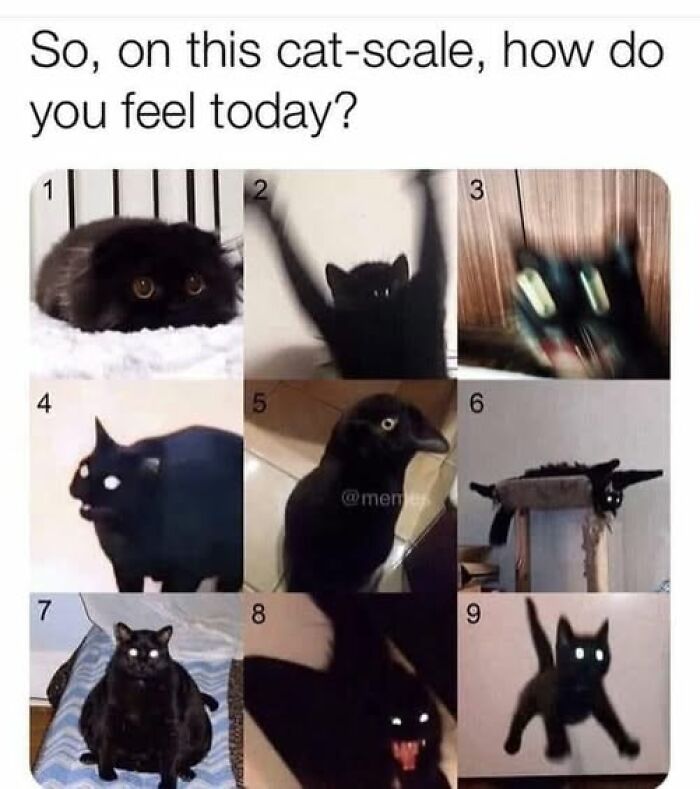 Nine black cat memes showing different expressions and poses for cat meme therapy to brighten your day.