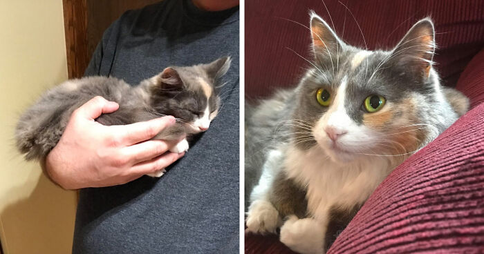Side by side images of a kitten and the same kitten all grown up.