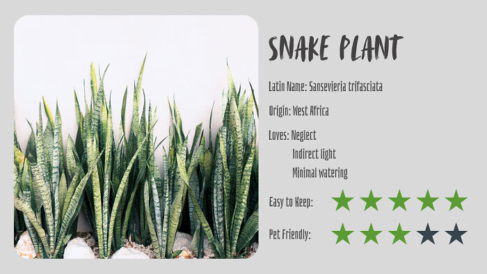 Snake Plant (Sansevieria Trifasciata)