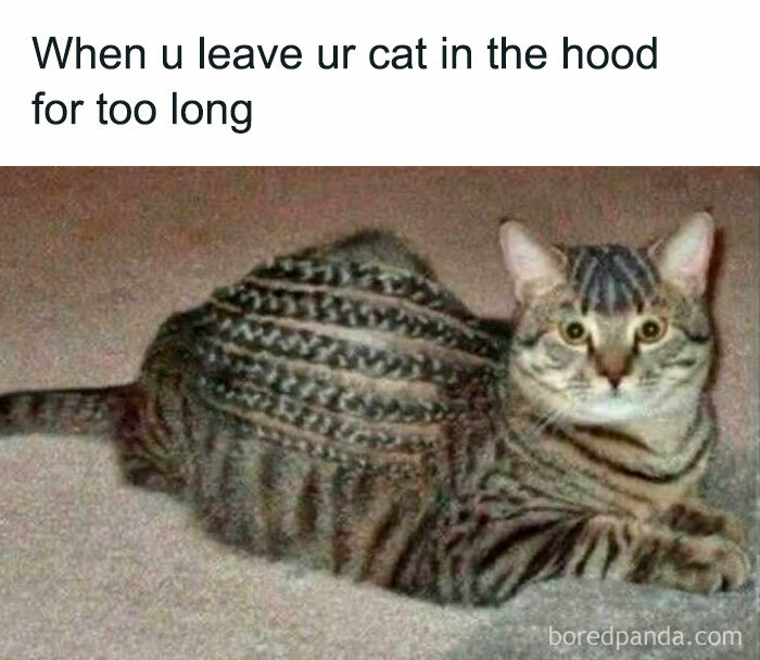 Tabby cat with cornrow-style braids on its fur lying on carpet, a funny cat meme using cute and funny cat memes keyword.