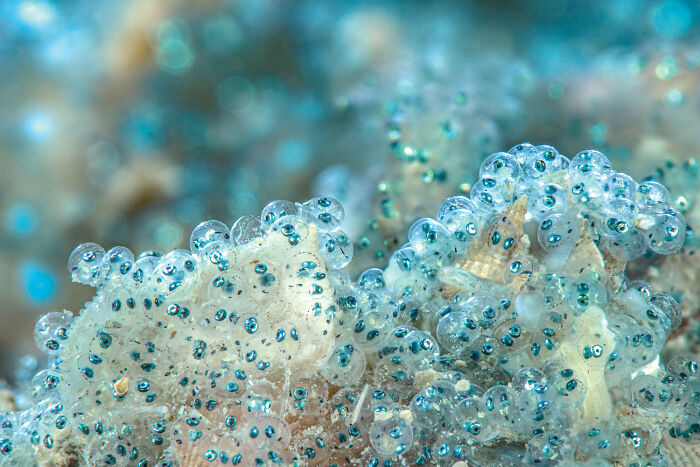 Close-up of deep sea mysterious creatures captured by diver and photographer showcasing stunning underwater life details.