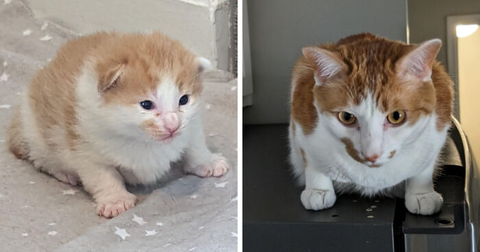 Side by side images of a kitten and the same kitten all grown up.