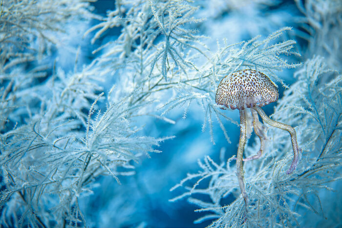 A stunning close-up of a deep sea jellyfish floating among delicate underwater plants in a mysterious blue ocean.