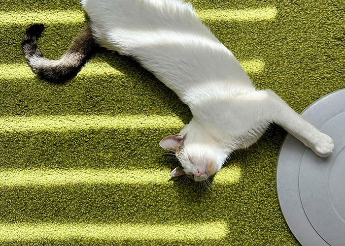 White and brown cat stretching on green carpet with sunlight stripes showing bizarre cat hacks owners use.