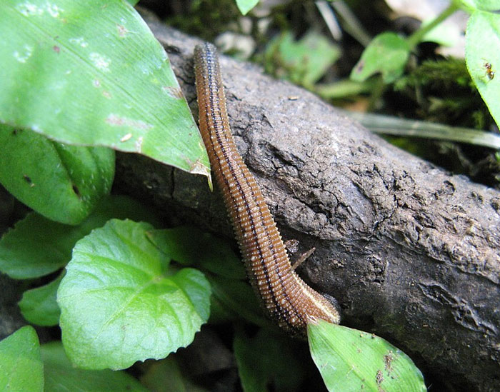 Leech on damp log among green leaves, a scene fit for the worst places outdoors
