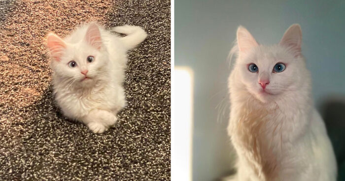 Side by side images of a kitten and the same kitten all grown up.