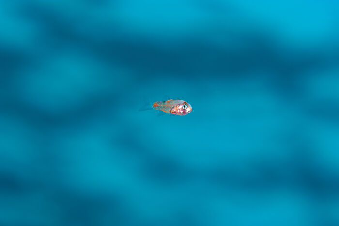 Tiny deep sea creature with translucent body swimming in blue ocean, captured by diver and photographer specializing in mysterious creatures.