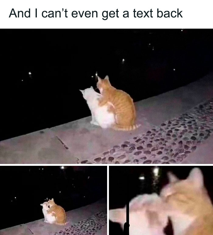 Two cats cuddling on a sidewalk at night in a cute and funny cat memes moment about not getting a text back.