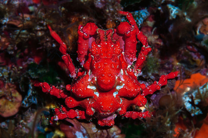 Bright red deep sea crab photographed by diver and photographer showcasing mysterious deep sea creatures.